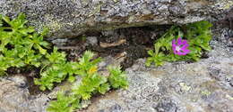 Primula minima L. resmi