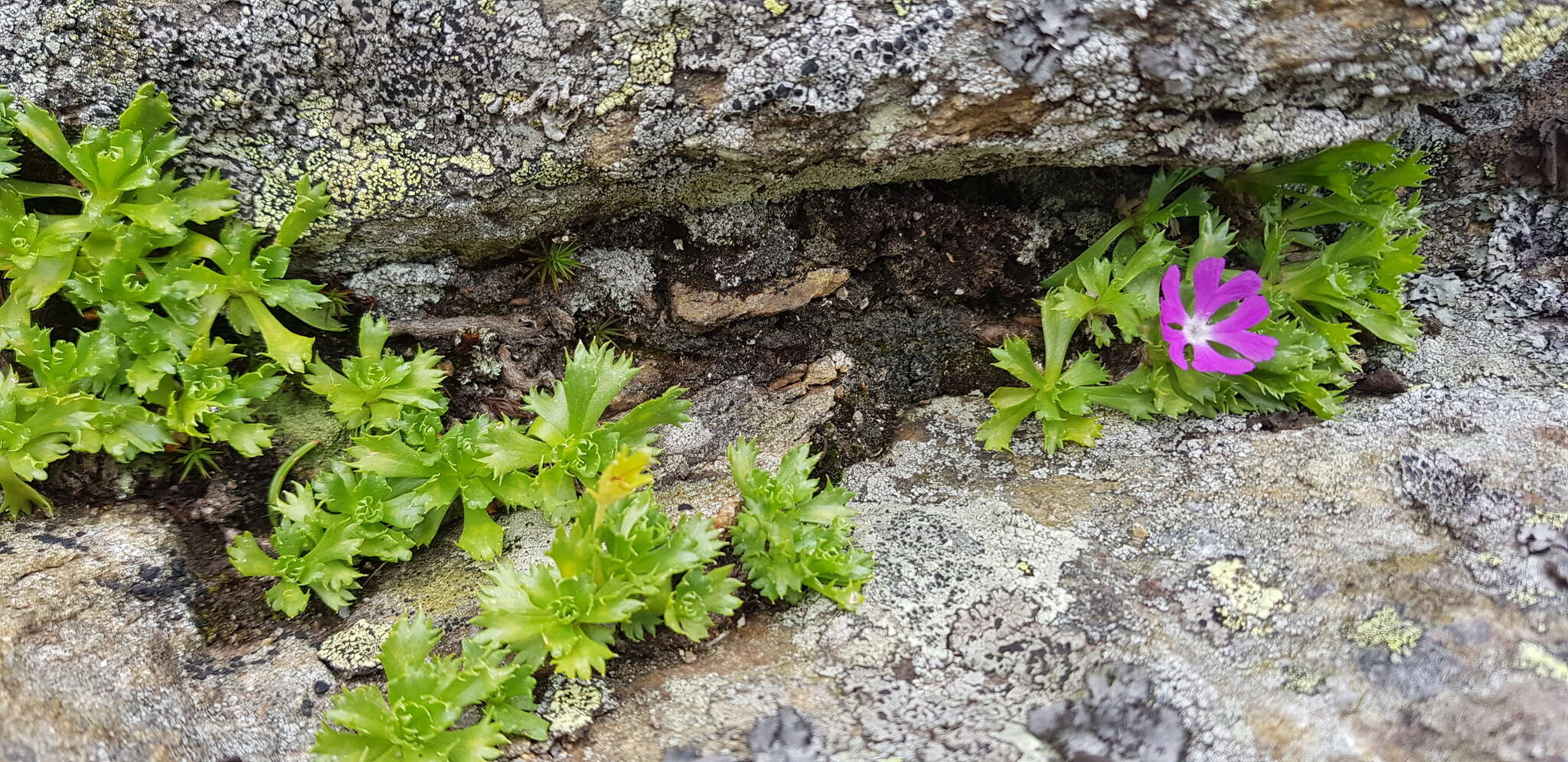 Image of Primula minima L.