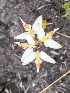 Image of Disa bivalvata (L. fil.) T. Durand & Schinz