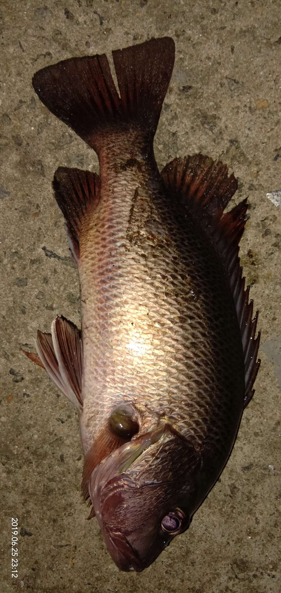 Image of Mangrove red snapper