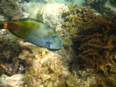 Image of Spiny-tailed leatherjacket