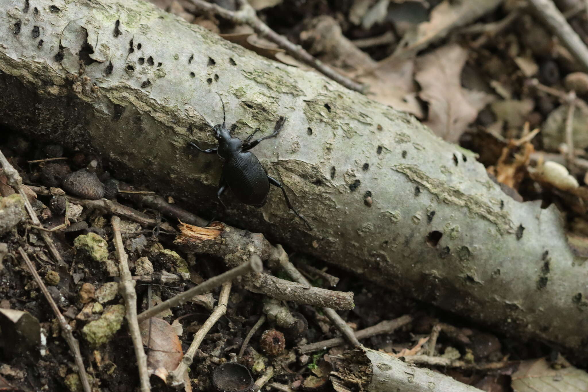 Image of <i>Calosoma maximowiczi</i>