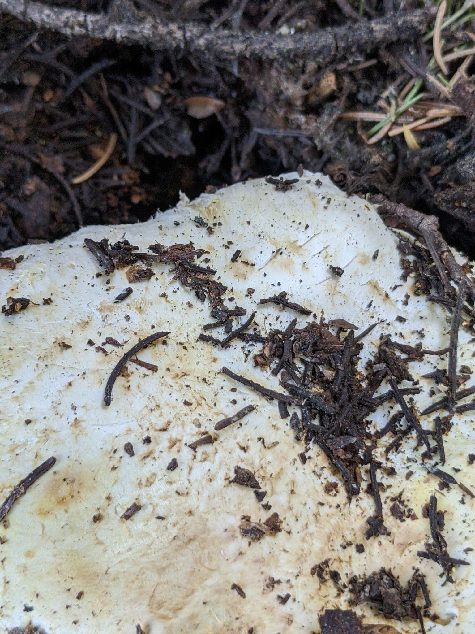 Image of Agaricus moronii Kerrigan 2016