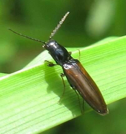 Image of <i>Oestodes tenuicollis</i>