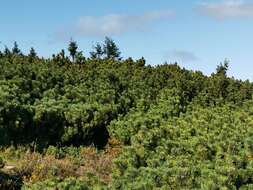 Image of Mountain Pine