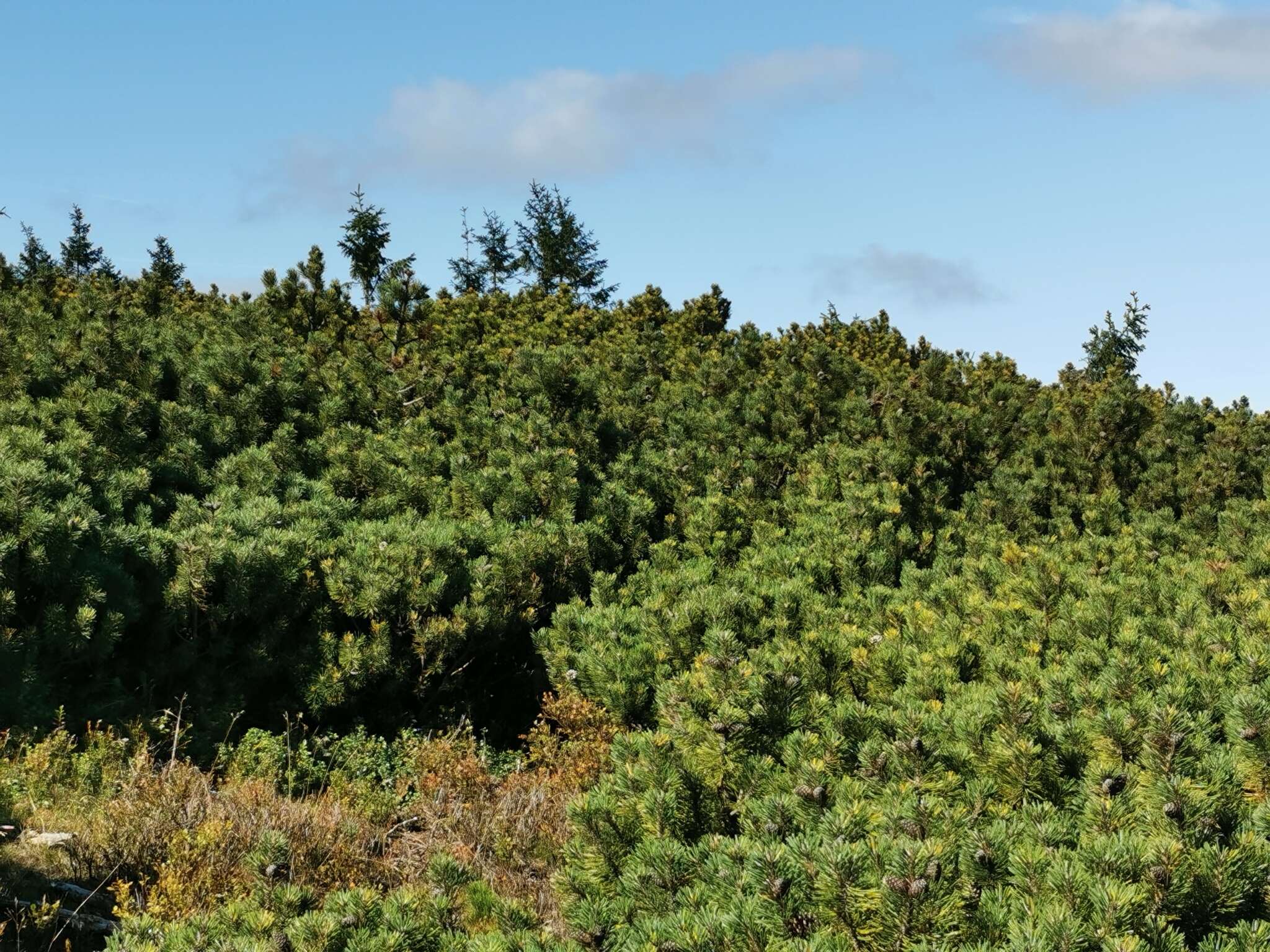 Image of Mountain Pine