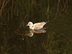 Image of Black-headed Gull