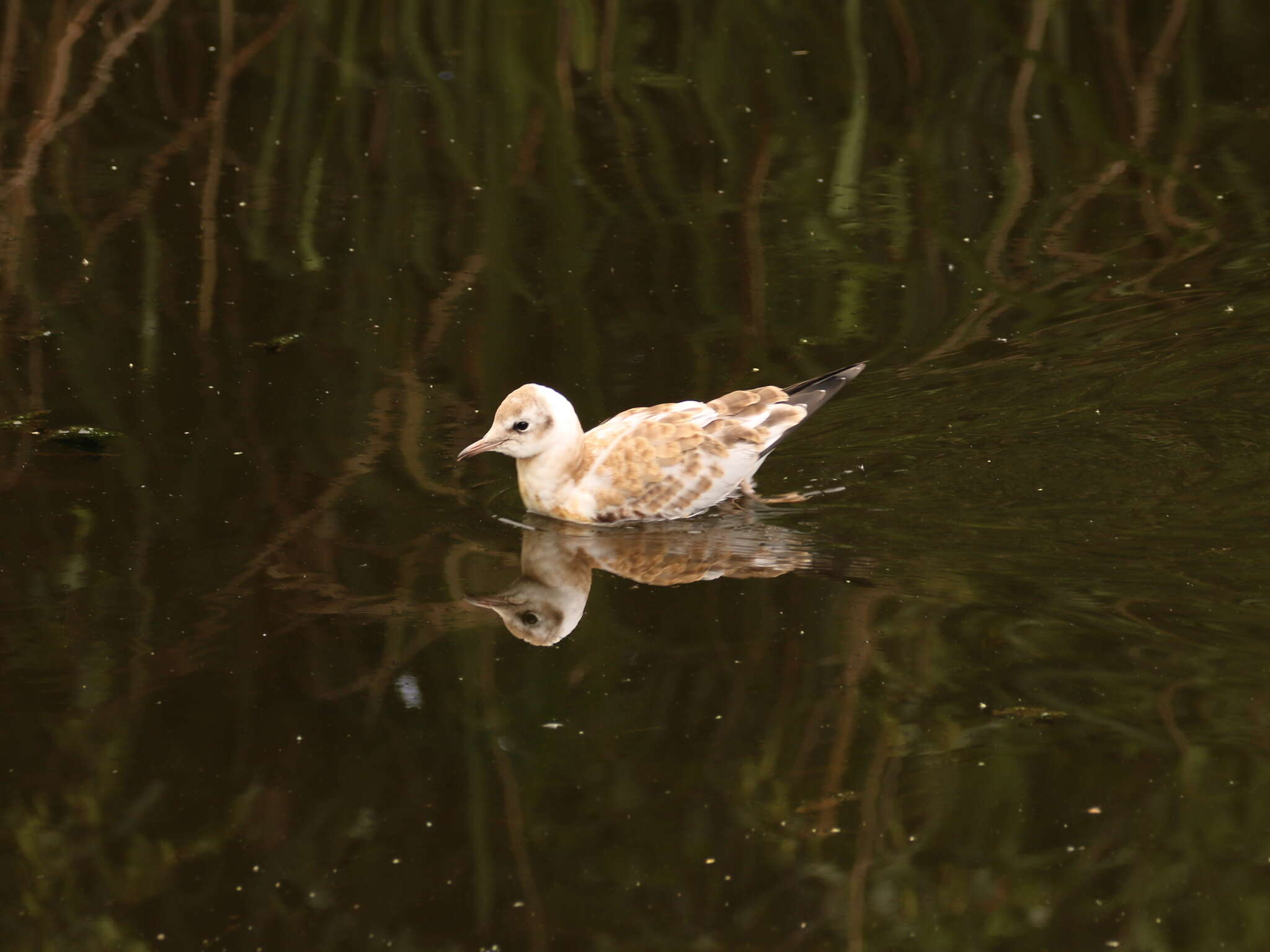 Image of Black-headed Gull