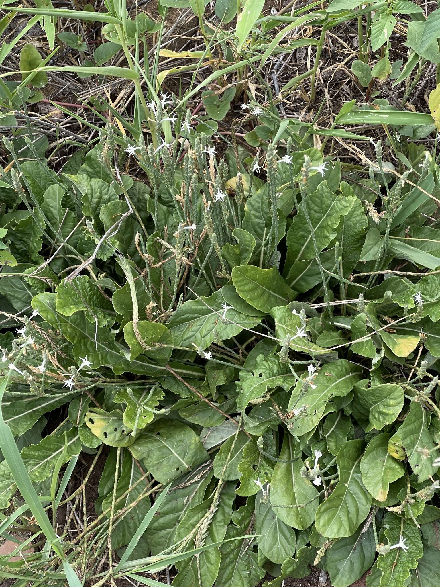 Elytraria acaulis (L. fil.) Lindau resmi