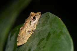 Image of Chiriqui Robber Frog