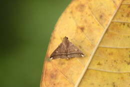 Image of Tarista albiapicalis Schaus 1916