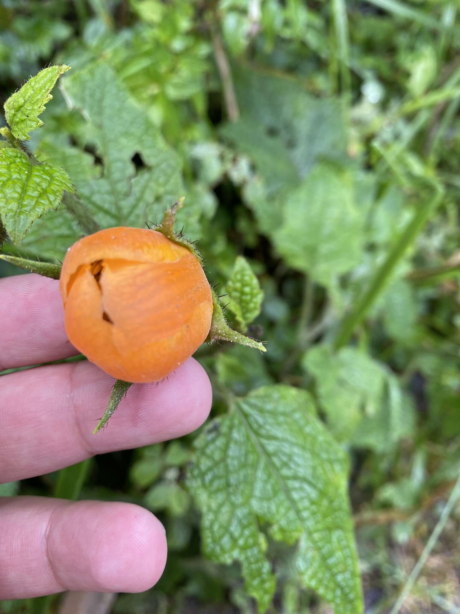 Nasa grandiflora (Lam.) Weigend resmi