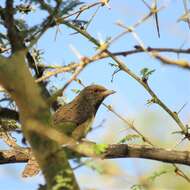 Image of Red-throated Wryneck