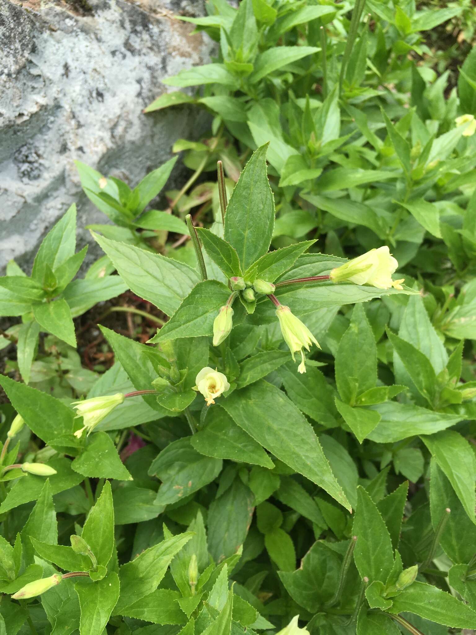 Epilobium luteum Pursh resmi