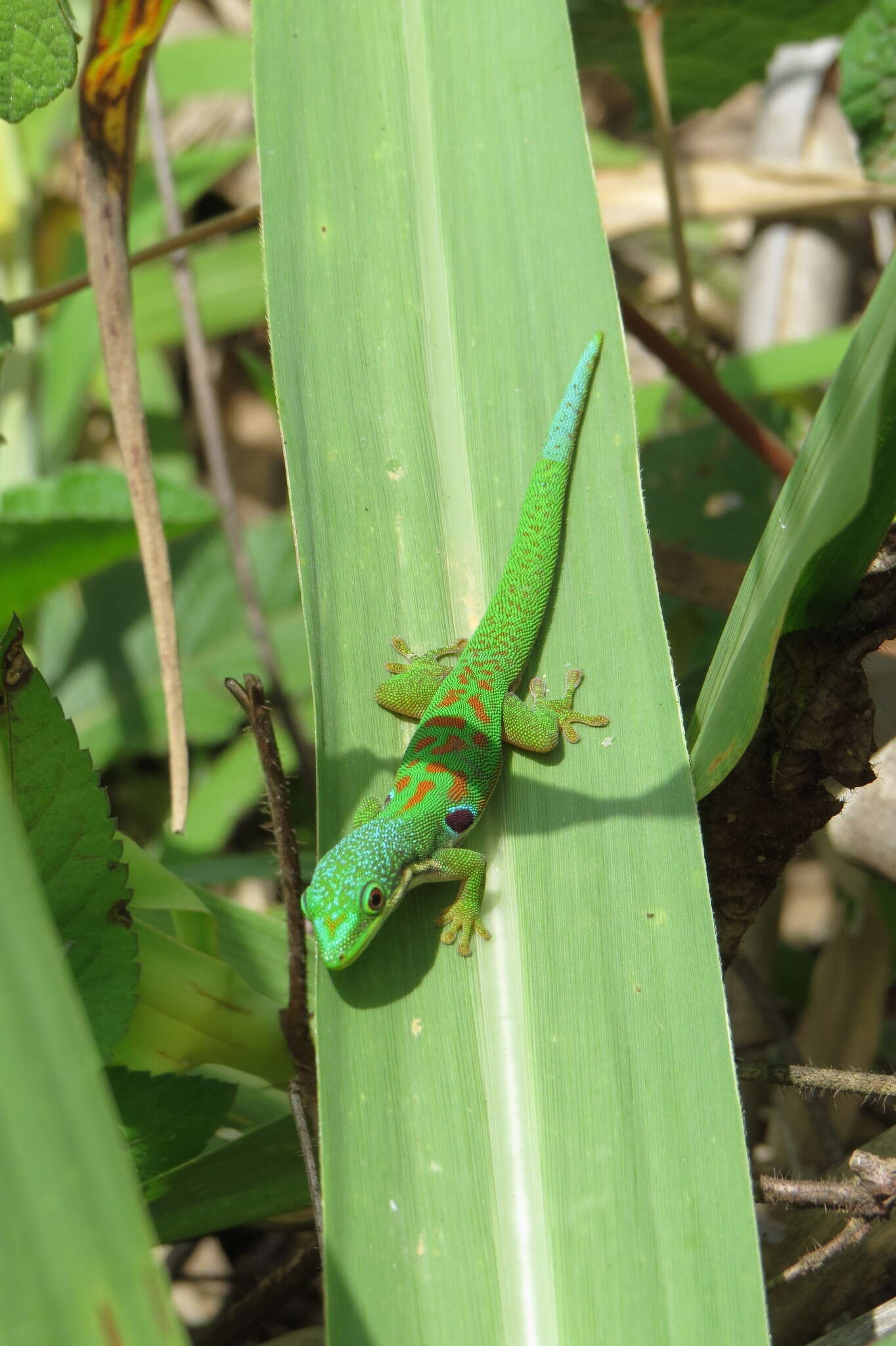 Image of Peacock Day Gecko