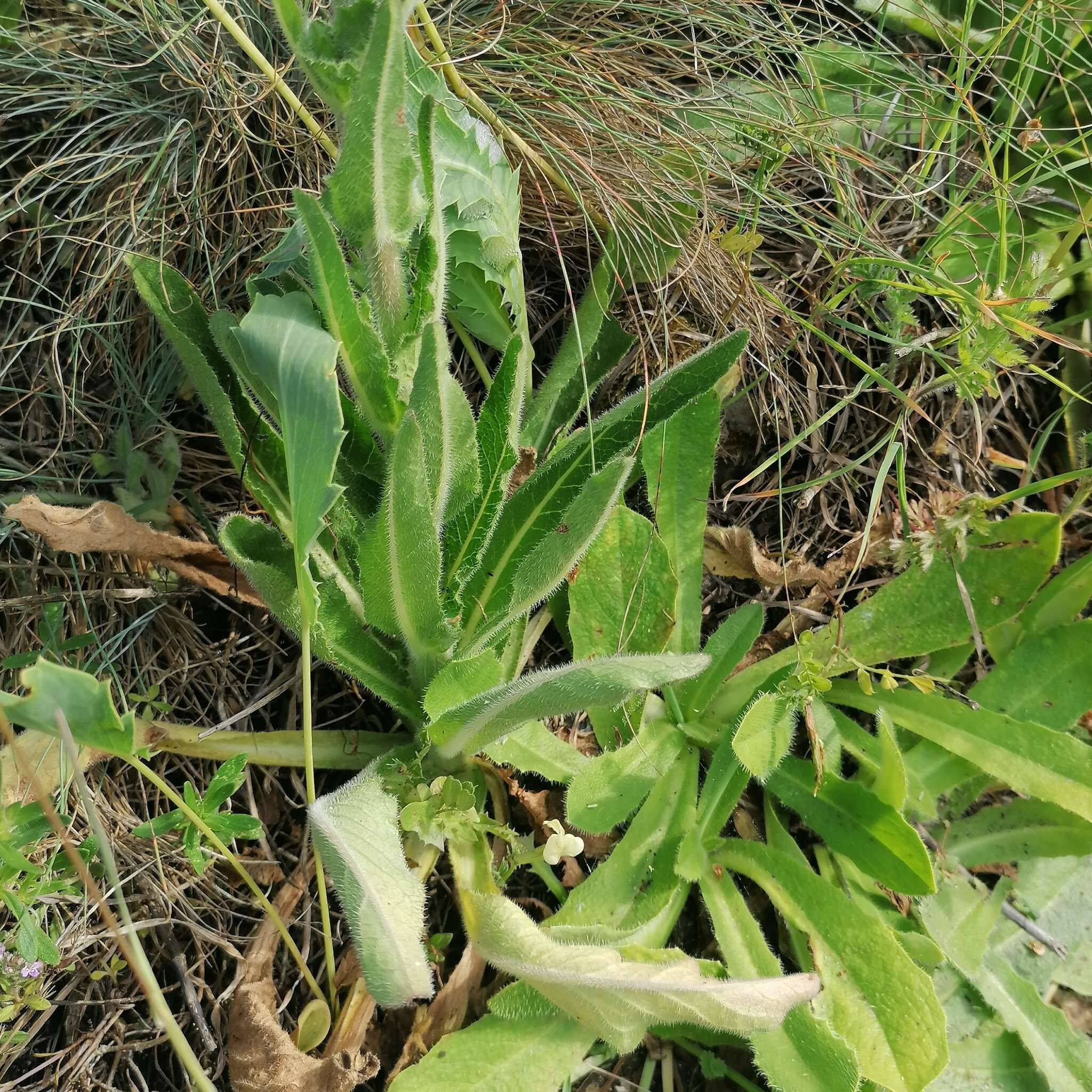 Image of Campanula macrostachya Waldst. & Kit. ex Willd.