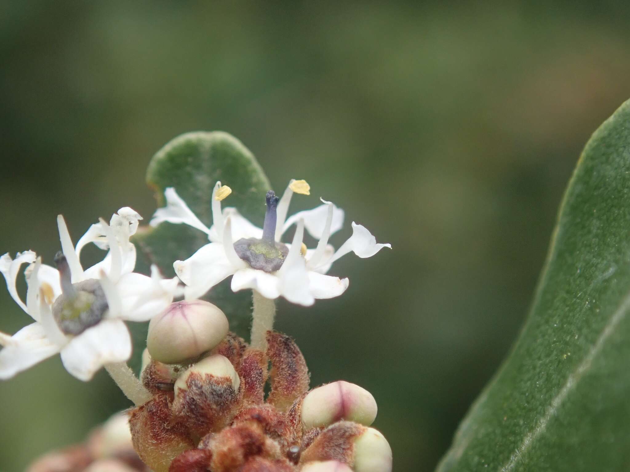 Image of island ceanothus