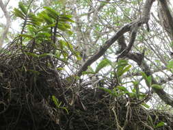 Image of Cyrtorchis praetermissa subsp. zuluensis (E. R. Harrison) H. P. Linder