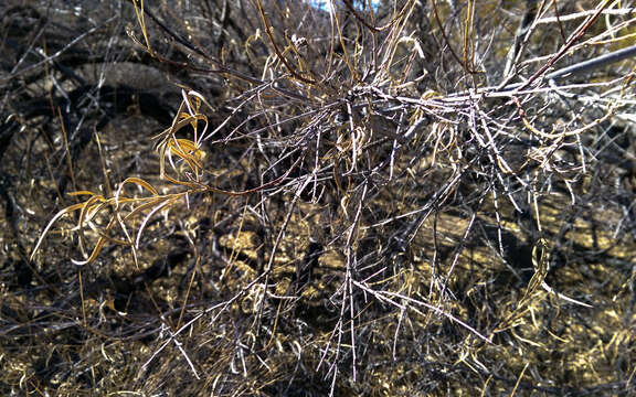 Image of desert willow