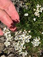 Achillea erba-rotta subsp. moschata (Wulfen) I. B. K. Richardson resmi