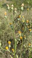 Image of pasture hawksbeard