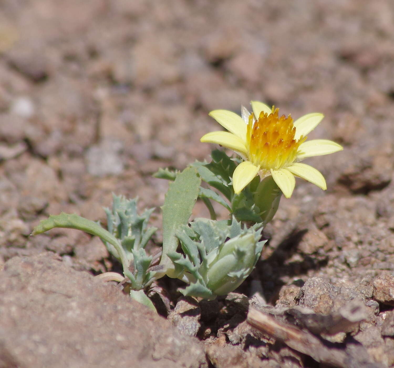 Image de Chaetanthera flabellata D. Don