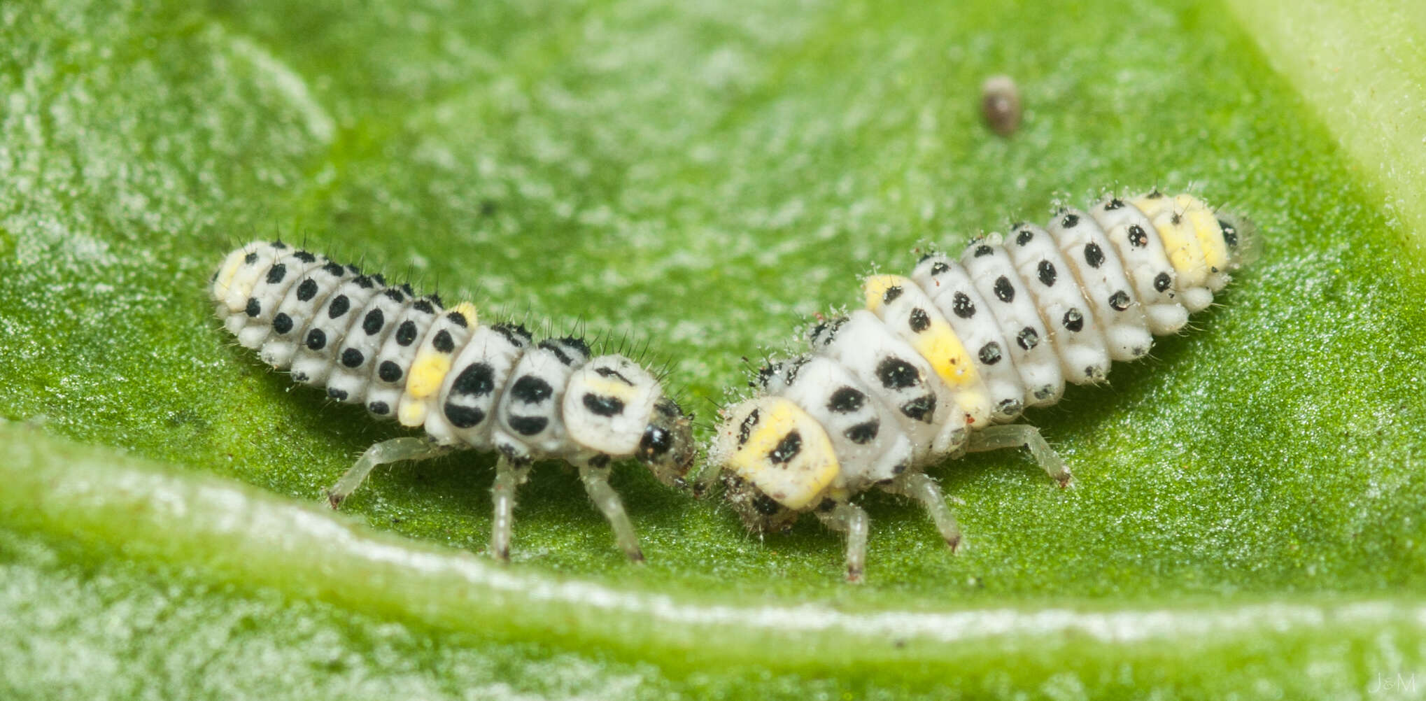 Image of <i>Psyllobora variegata</i>