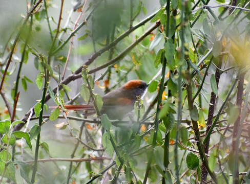 Image of Azara's Spinetail