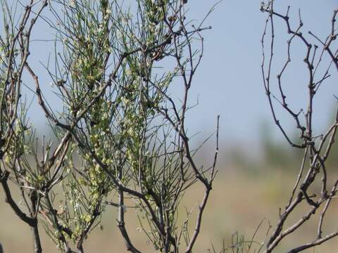 Image of Calligonum aphyllum (Pall.) Guerke