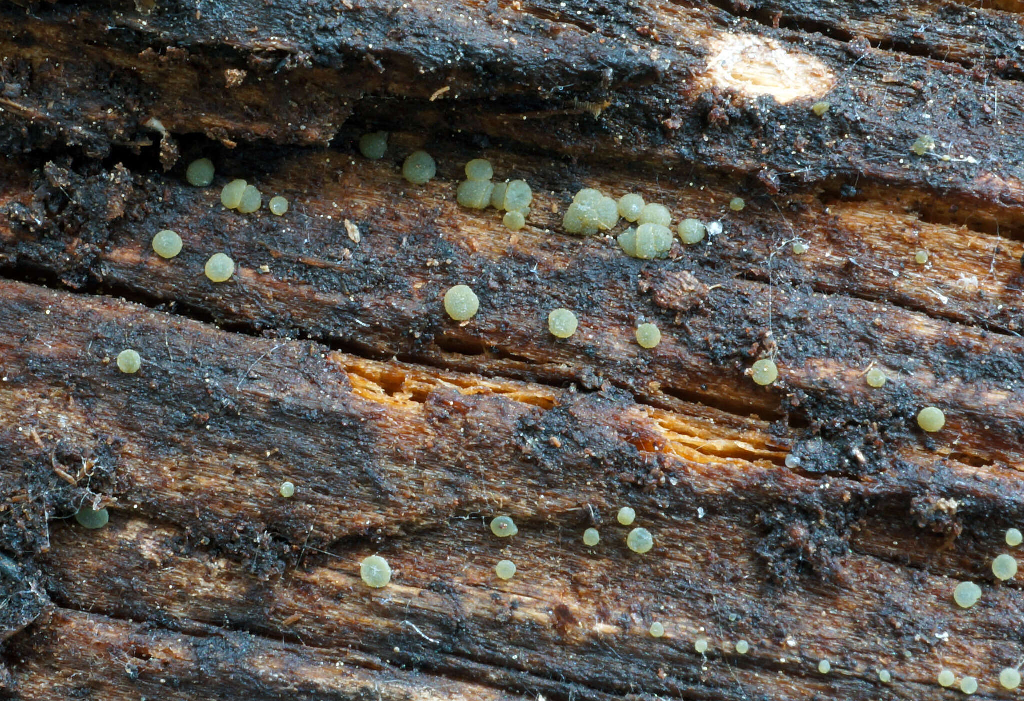 Image of Claussenomyces prasinulus (P. Karst.) Korf & Abawi 1971