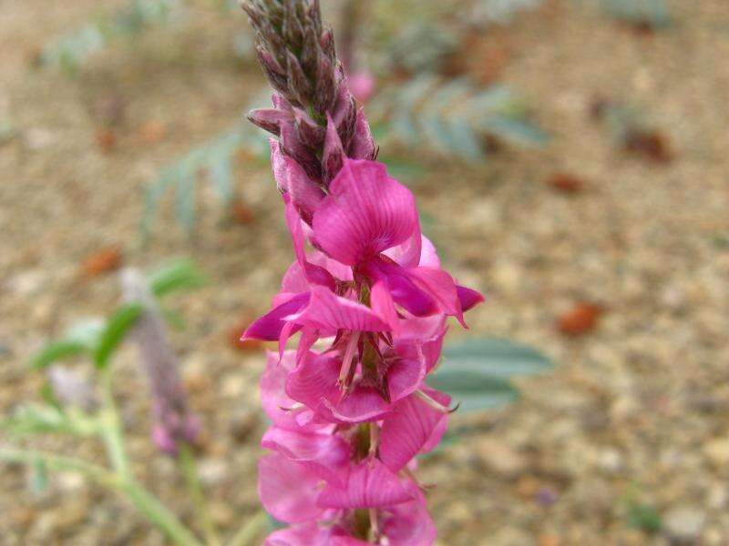 Image of Indigofera auricoma E. Mey.