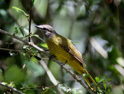 Image of Purple-throated Cuckoo-shrike