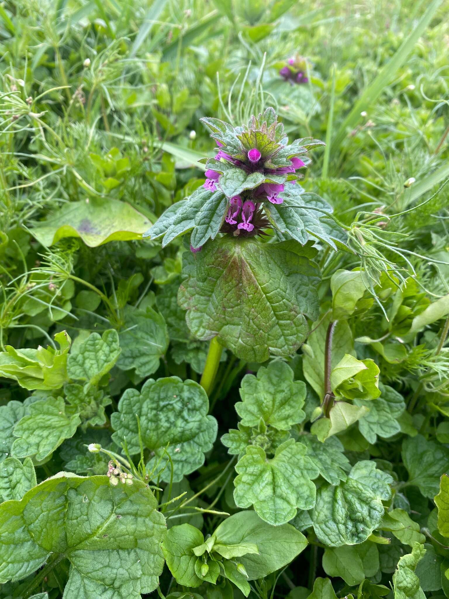 Image of Lamium confertum Fr.