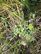 Image of woolly globemallow