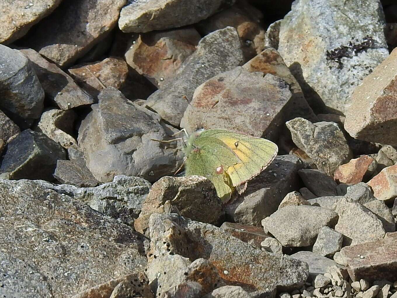 Image of Hecla Sulphur