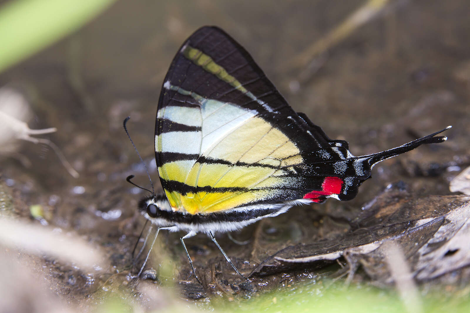 Sivun Graphium stratiotes (Grose-Smith 1887) kuva