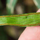 Image of redscale shoestring fern