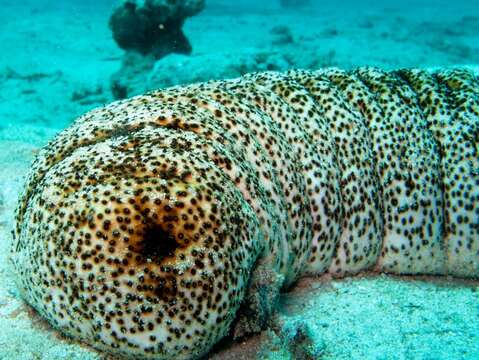 Image of Elephant Trunkfish