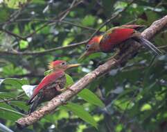 Imagem de Picus puniceus Horsfield 1821