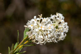 Image of Pimelea stricta Meissn.