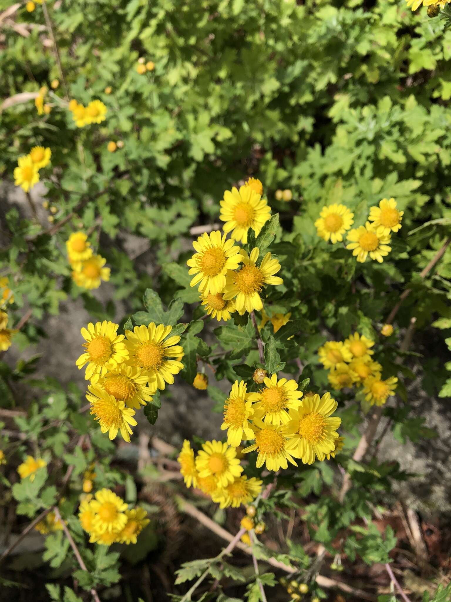 Image of Chrysanthemum arisanense Hayata