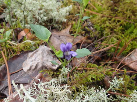 Imagem de Viola novae-angliae House