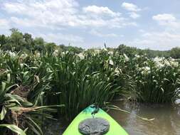 Image of Shoals Spider-Lily