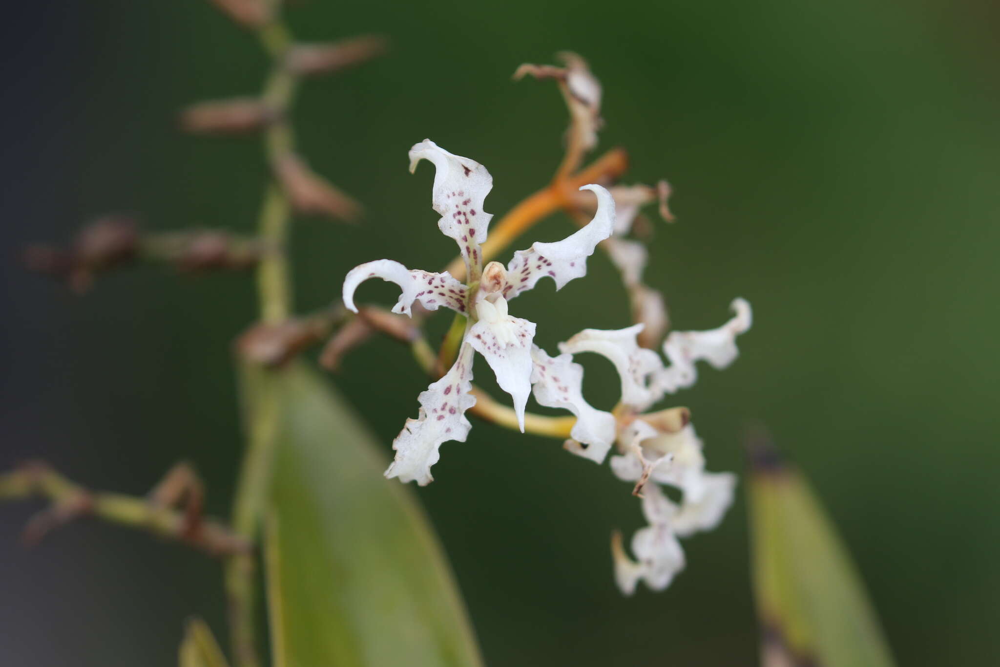 Plancia ëd Cyrtochilum ramosissimum (Lindl.) Dalström