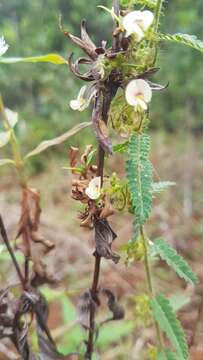 Imagem de Aeschynomene histrix Poir.