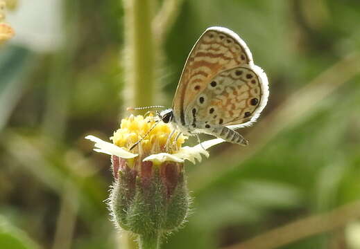 Image of African babul blue