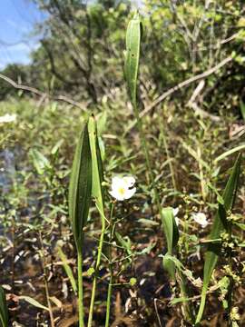 Image of grassy arrowhead