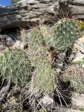 Opuntia × charlestonensis resmi