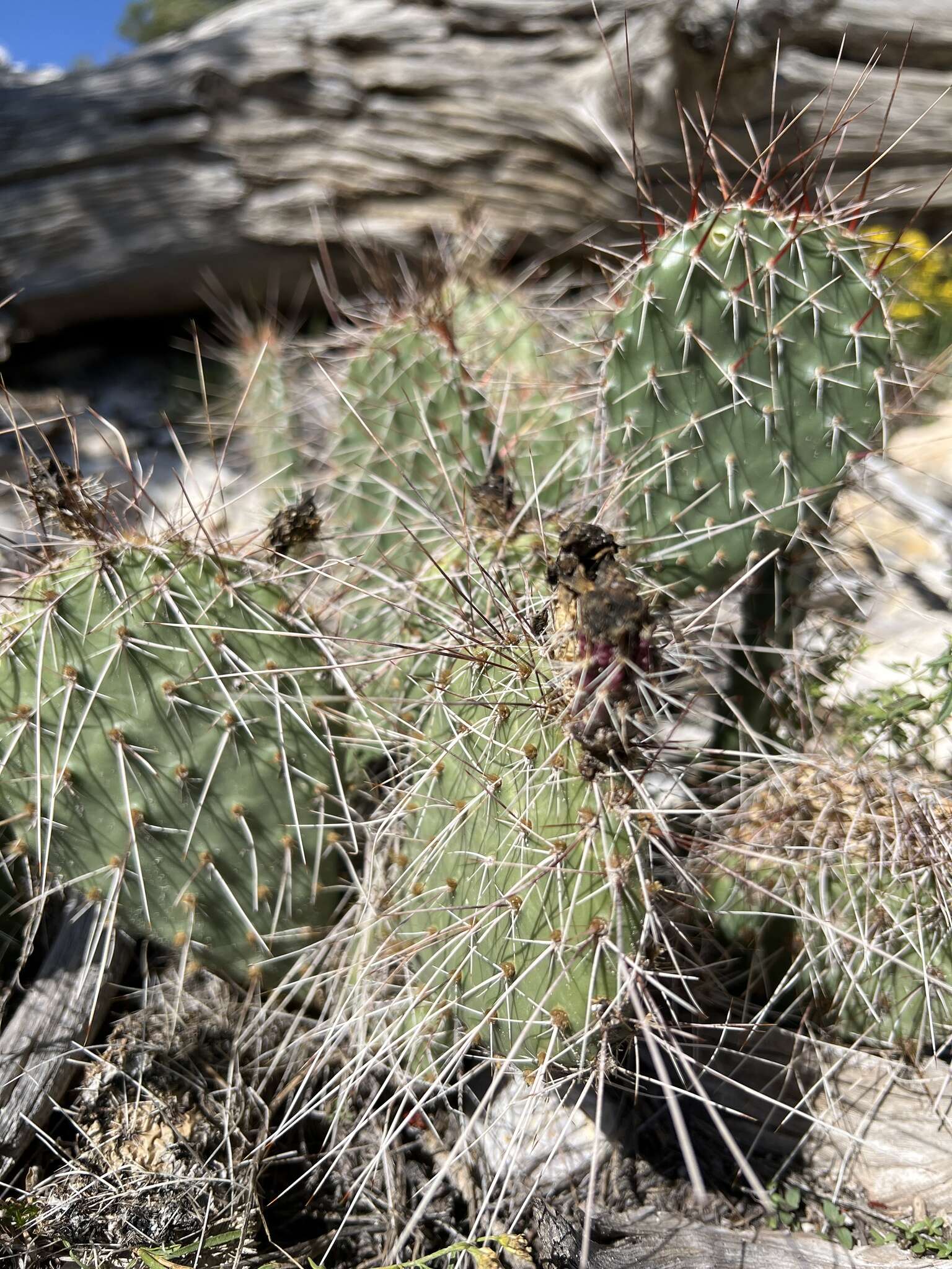 Opuntia × charlestonensis的圖片