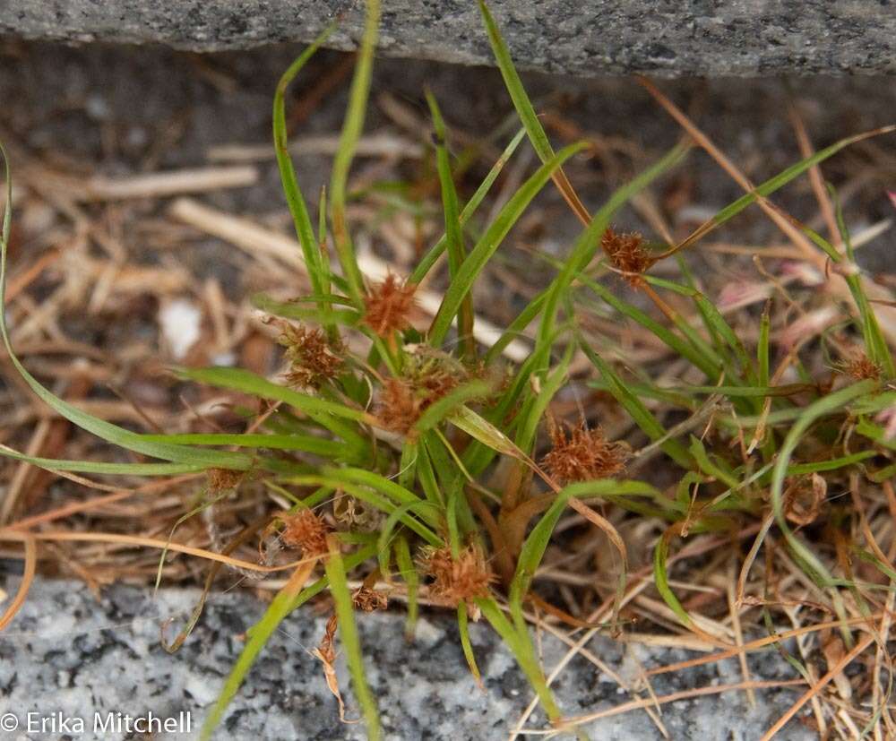 Image of bearded flatsedge